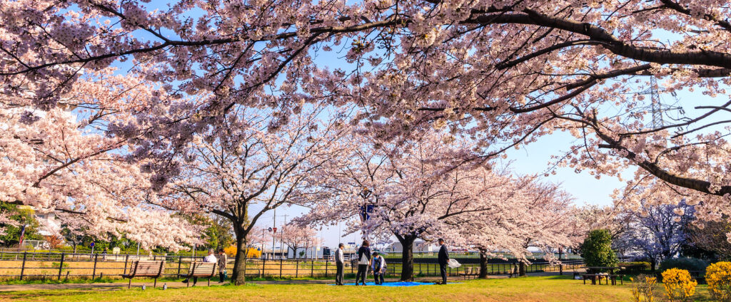 Hanami Cherry Blossoms 1024x424