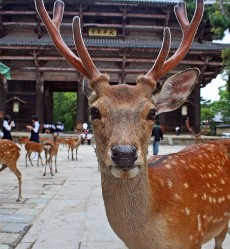 nara2