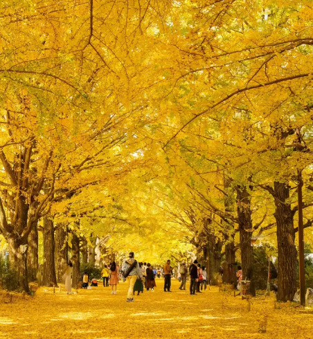 Ruta Dorada - Otoño Mágico otoño 3